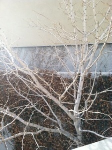 A small tree in winter.